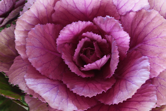 Decorative cabbage plant