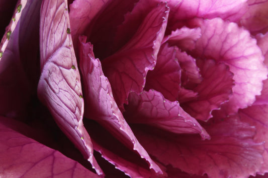 Decorative cabbage