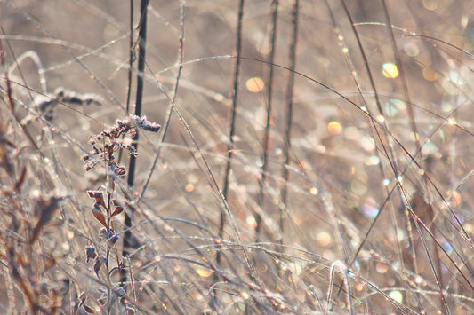 Frosted meadow