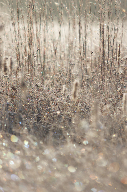 Ottawa Lake Recreation Area Frost