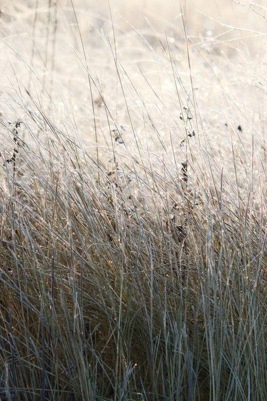 Kettle Moraine Forest Southern Unit Frost