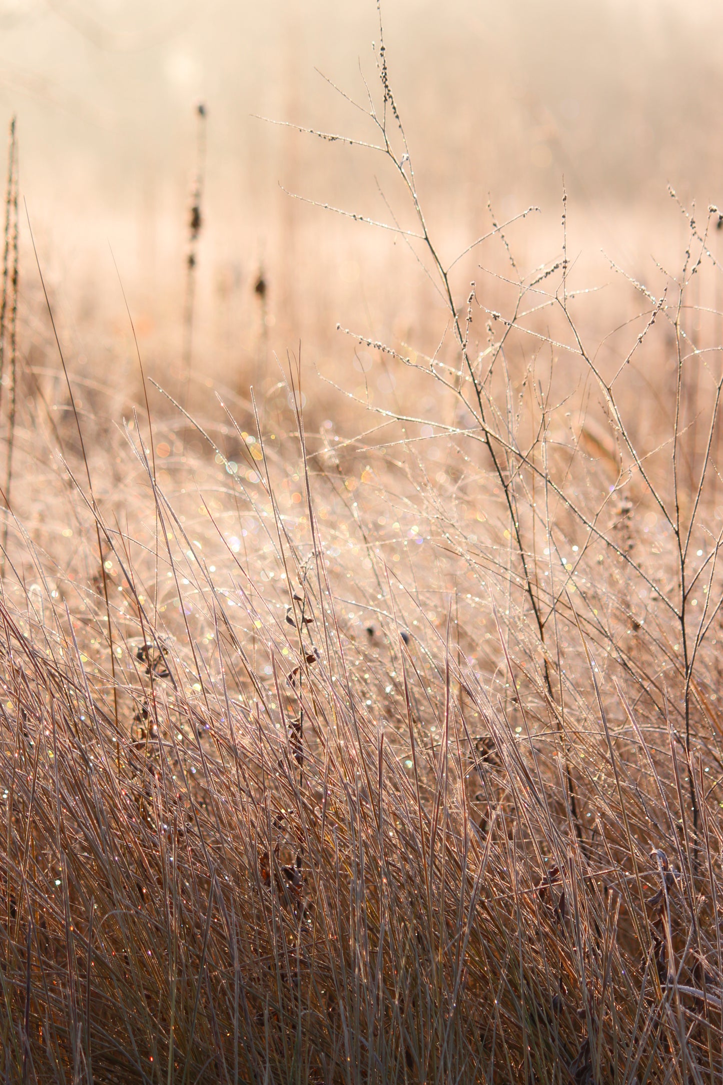 Ottawa frozen meadow