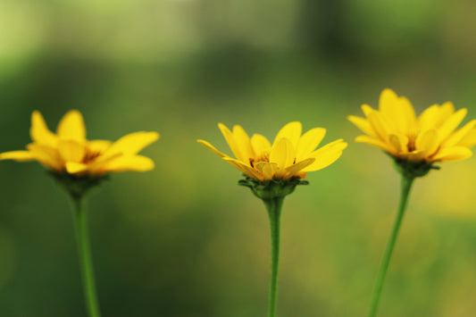 False sunflower trio- 2023