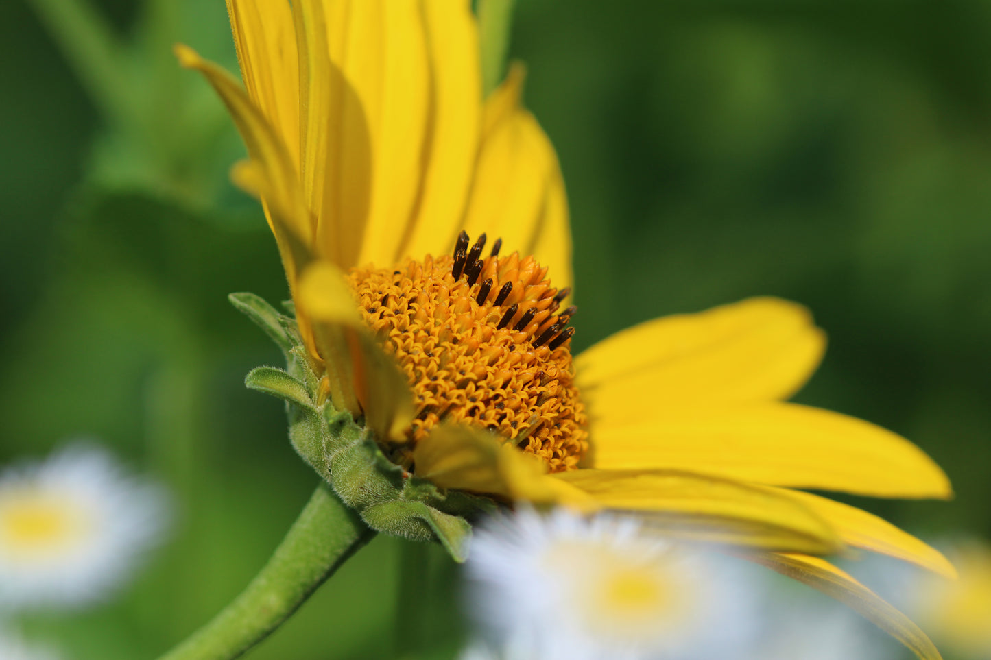 Macro false sunflower