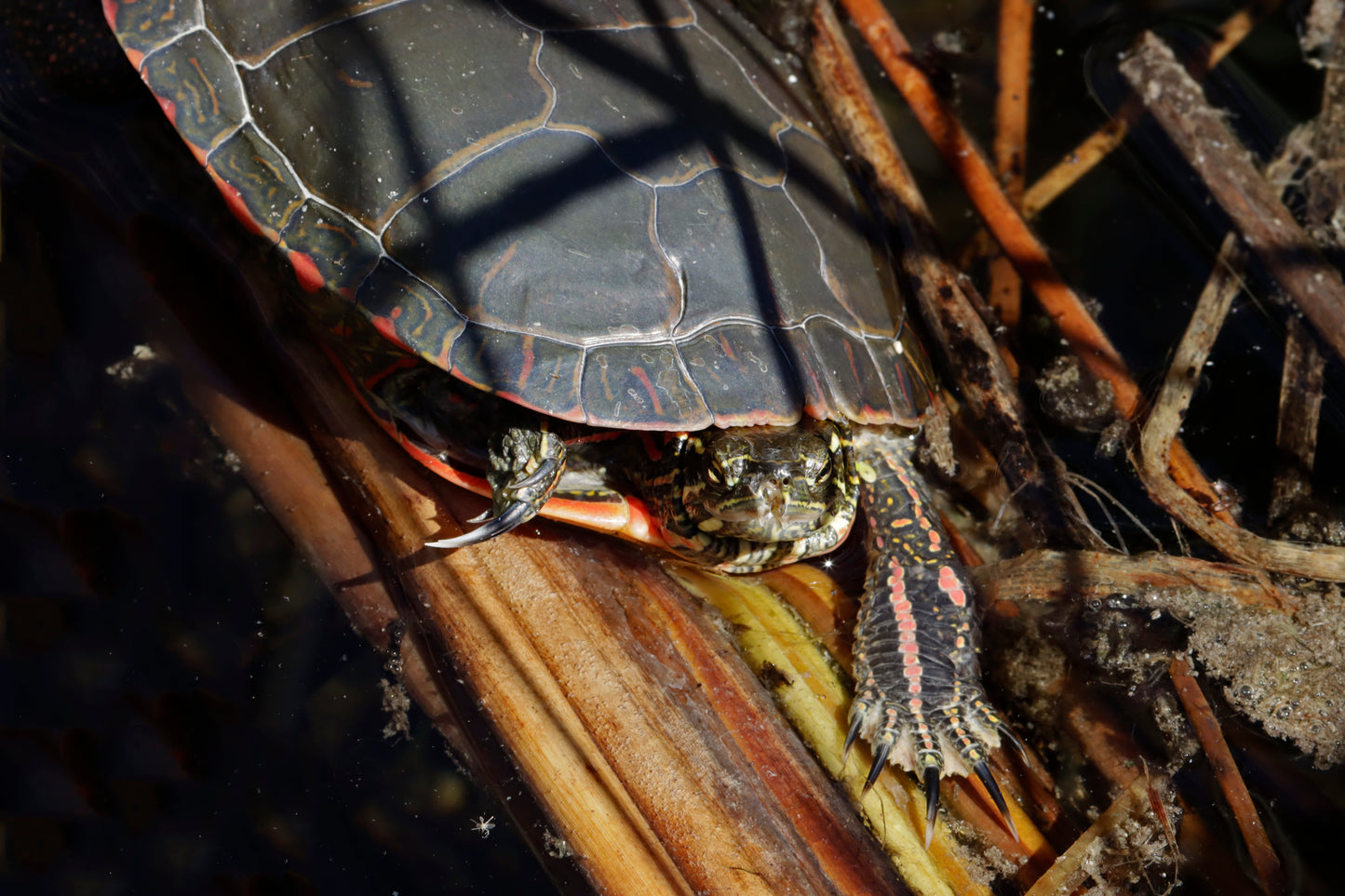 Adult painted turtle