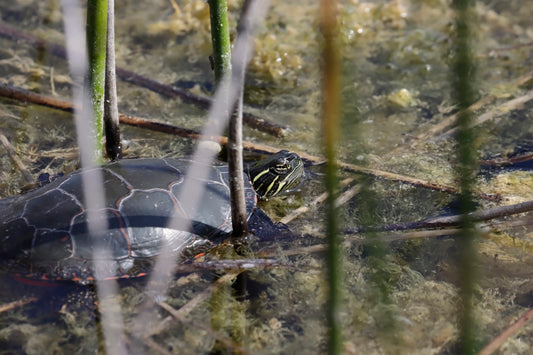 Painted Turtle