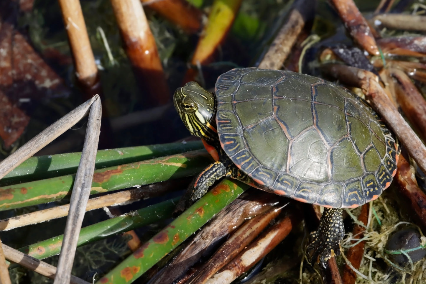 Painted turtle