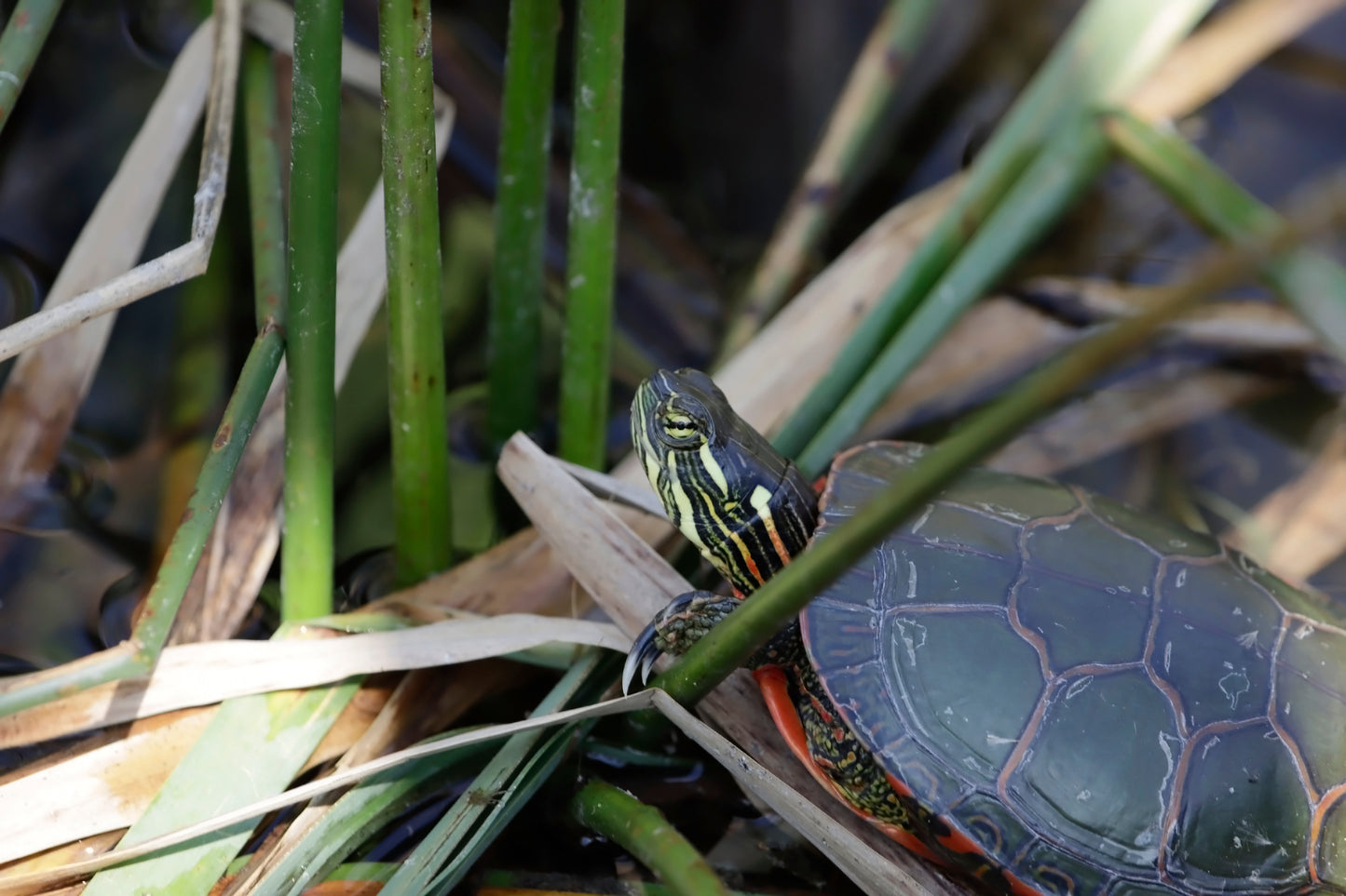 Painted turtle