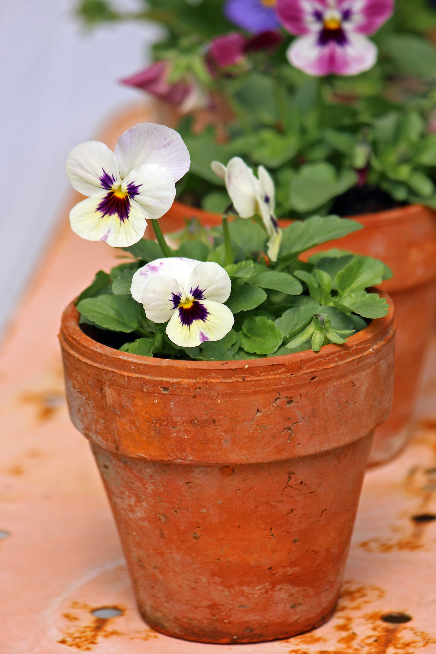 Pansy pots