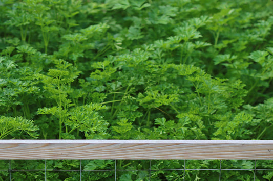 Parsley in raised garden bed