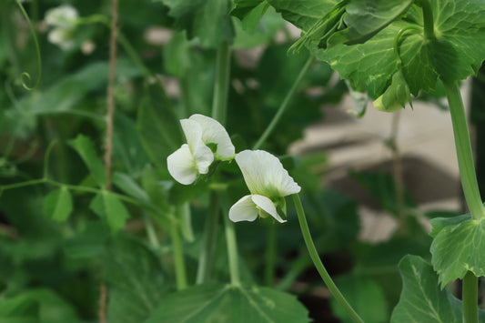 Pea plant blossoms