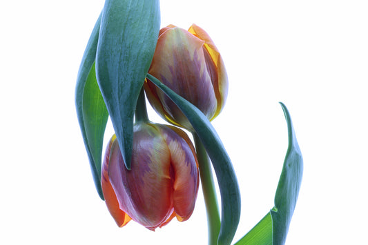 Tulips embrace