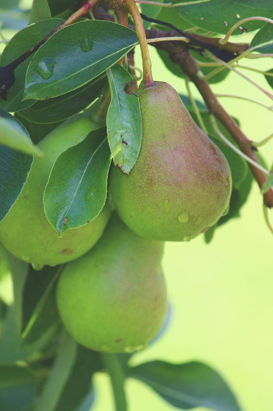 Pear tree