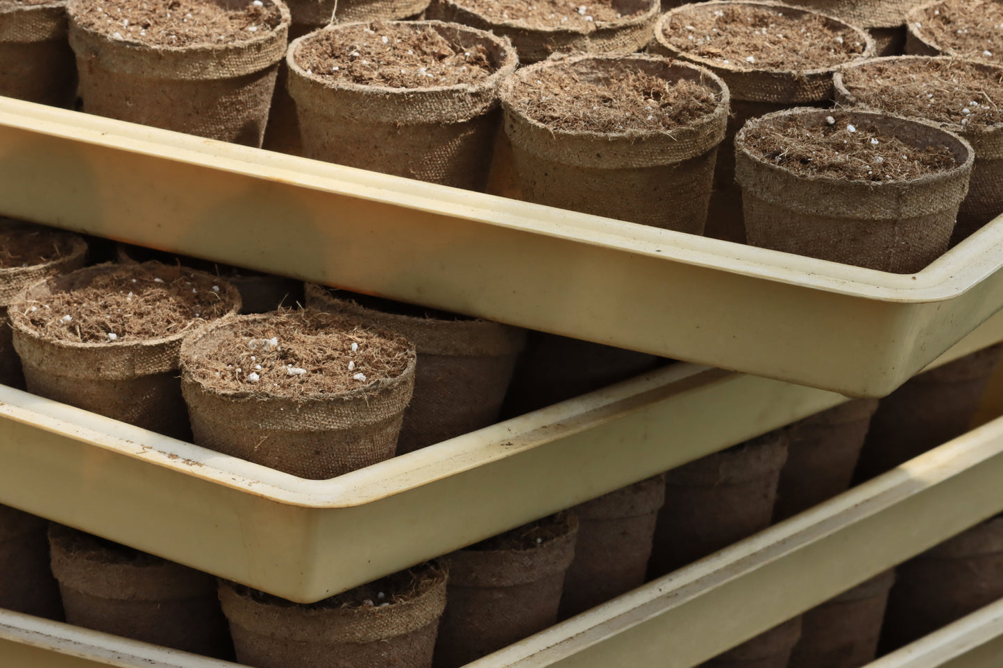 Peat pots preparation