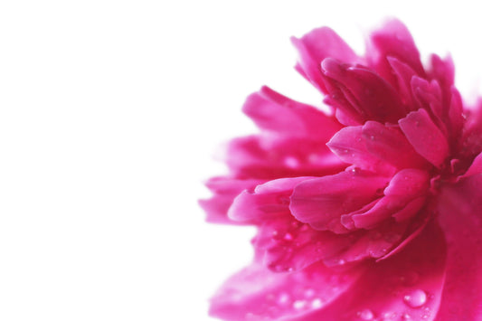 Peony background