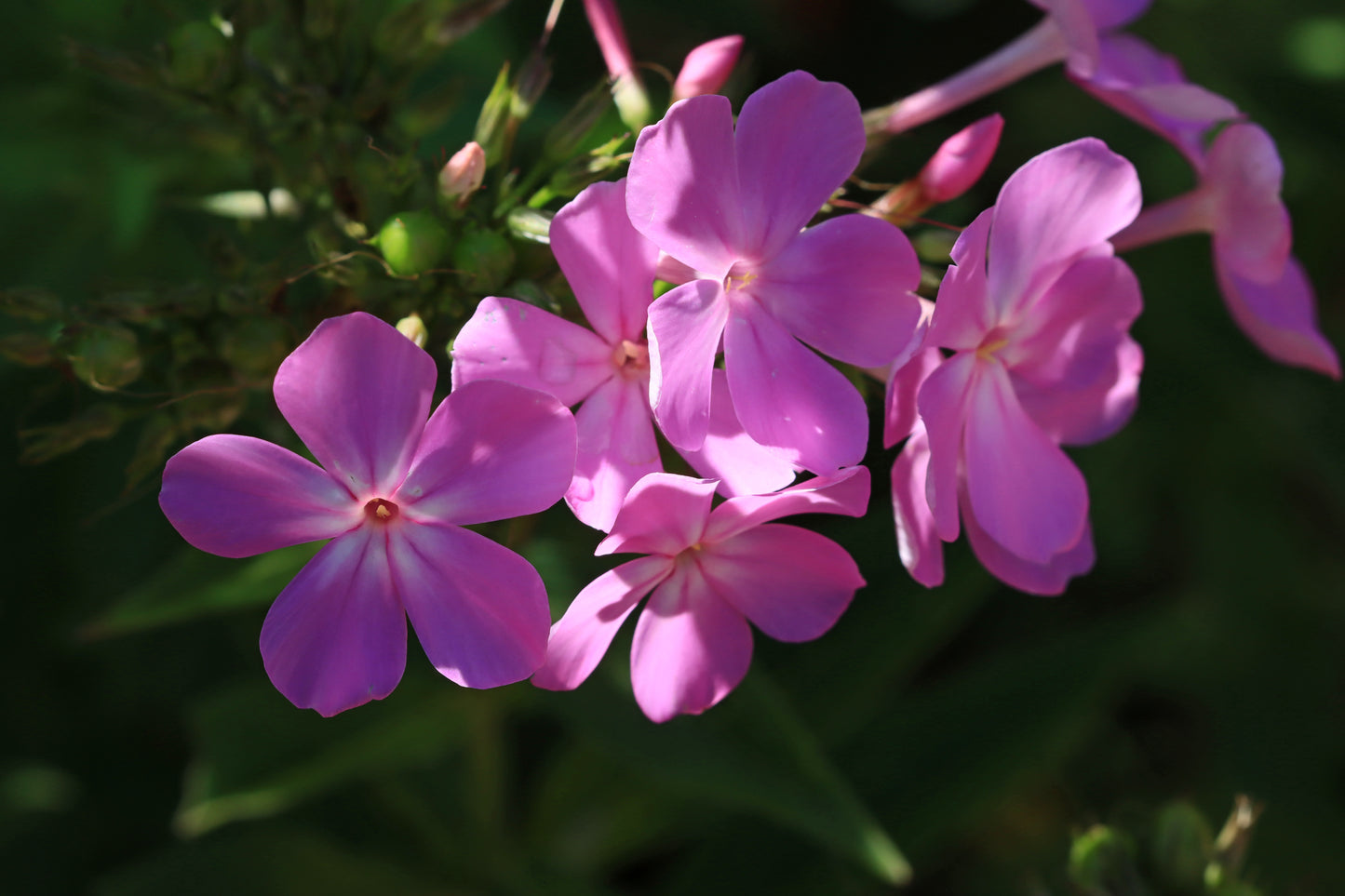 Garden Phlox