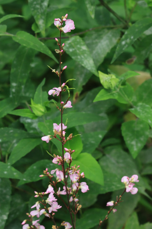 Panicled-leaf ticktrefoil