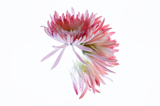 Chrysanthemum falls