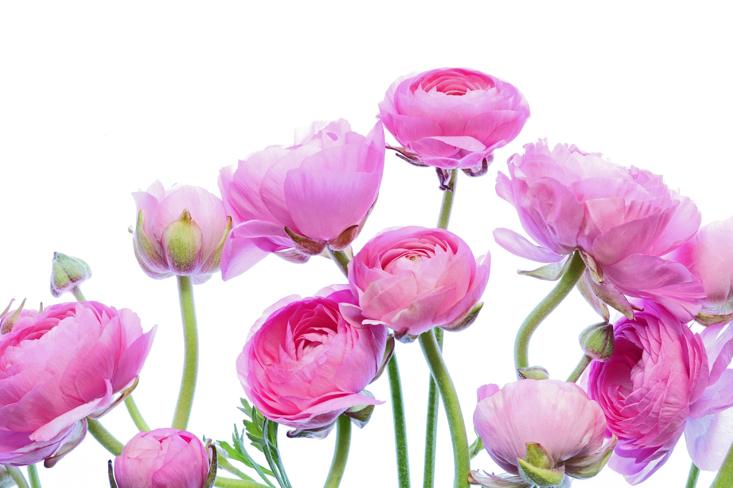 Pink ranunculus bouquet