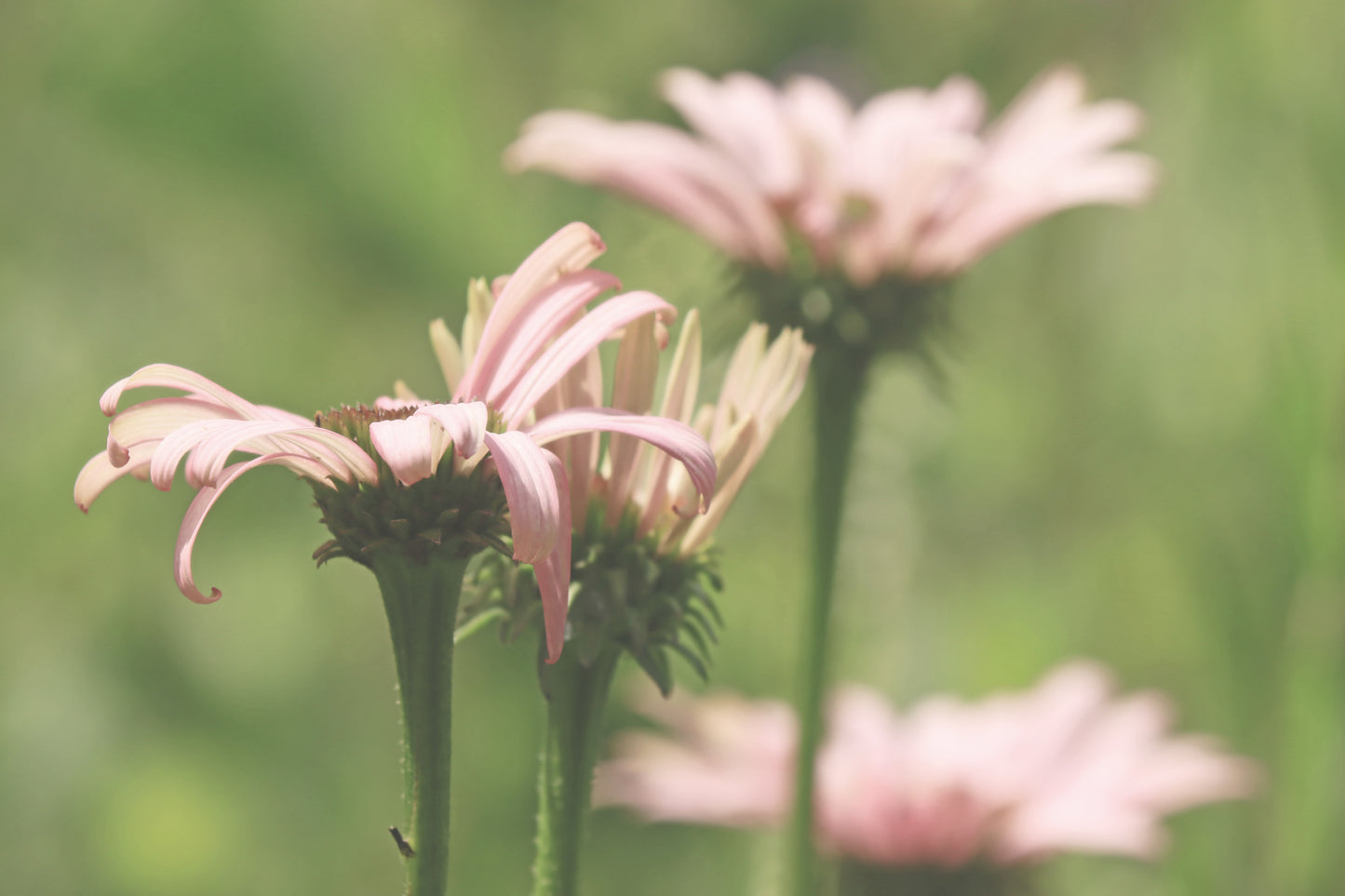 Pink blooms fade