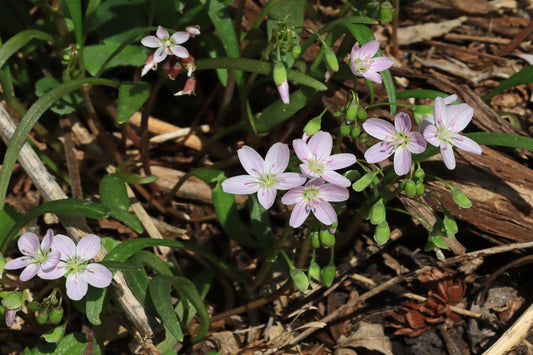 Spring beauties