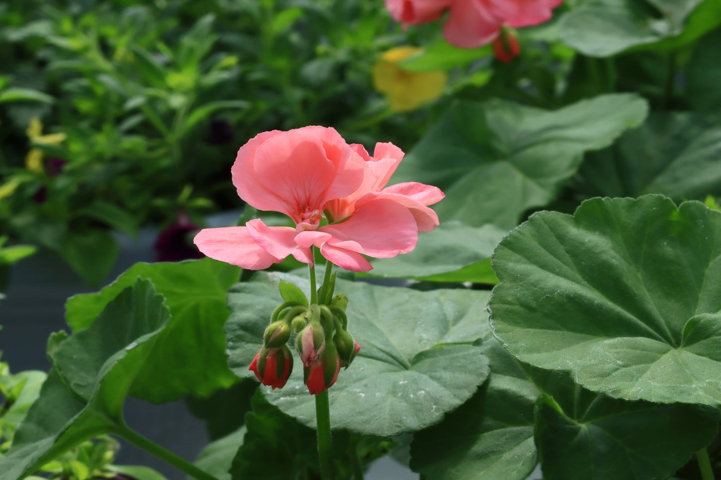 Pink geranium