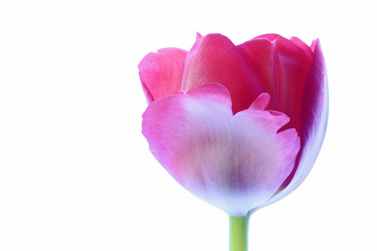 Pink feathered tulip