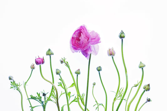 Pink ranunculus bouquet