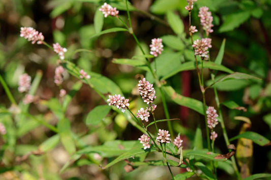 Pennsylvania Smartweed