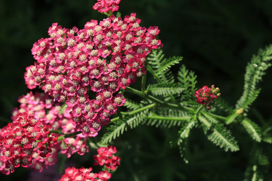 Yarrow