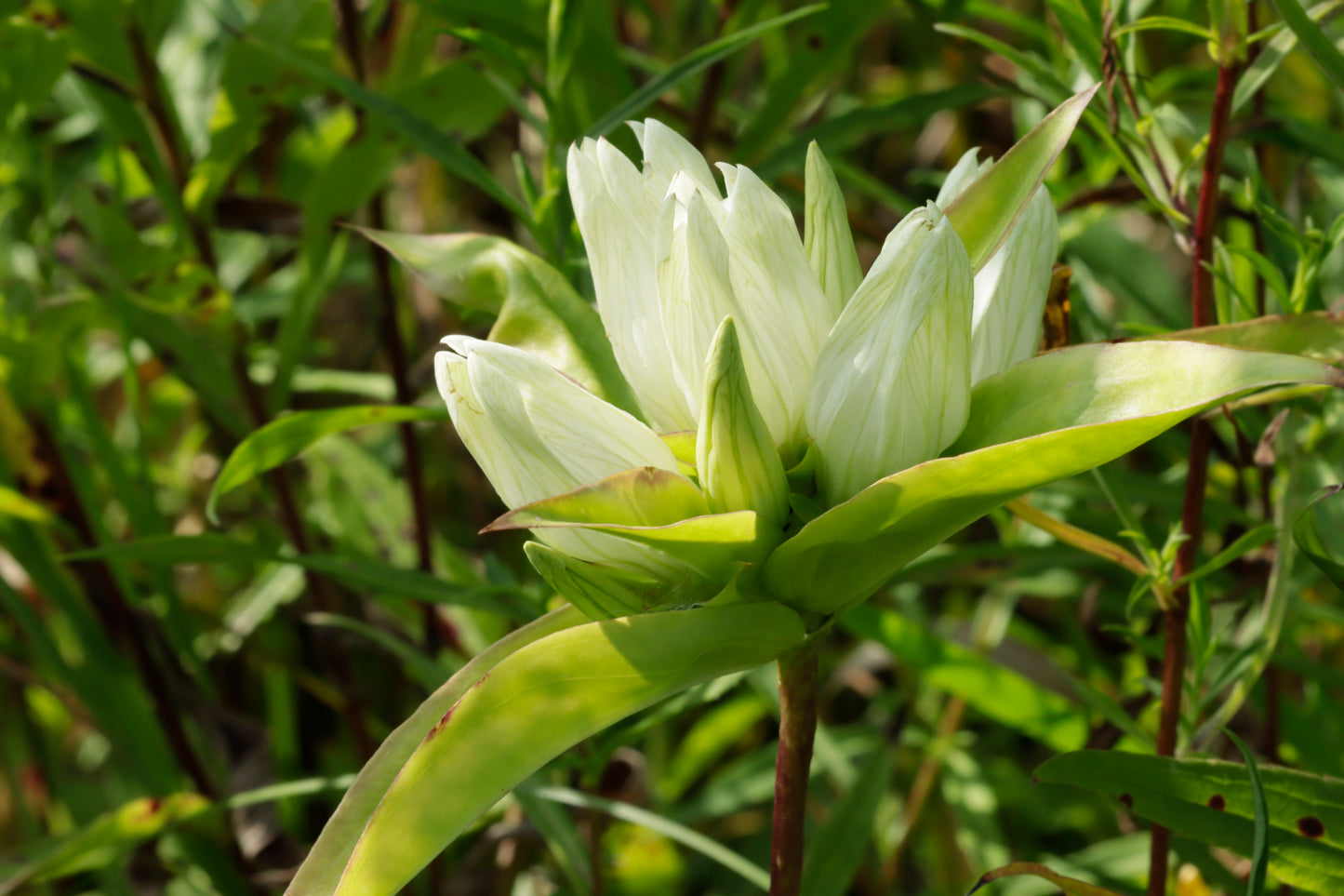 Plain gentian