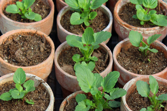 Johnny jump up seedlings