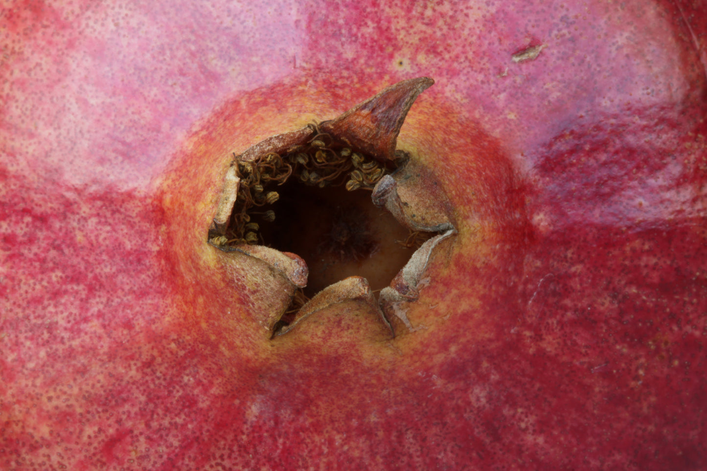 Macro pomegranate