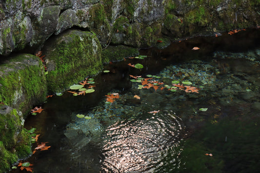 Trout pond