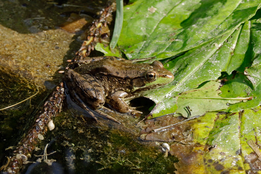 Pond frog