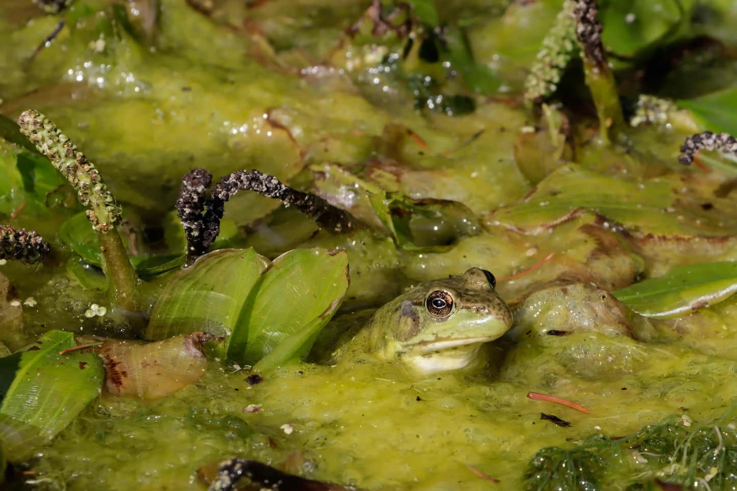 Frog in the pond