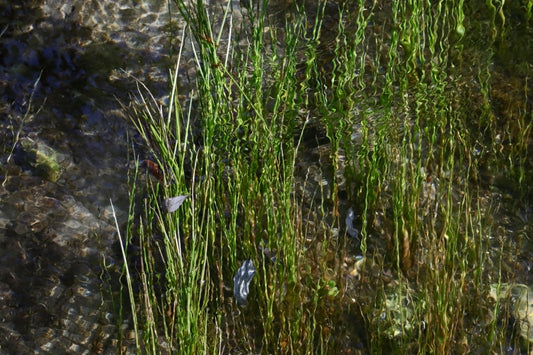 Stream grasses