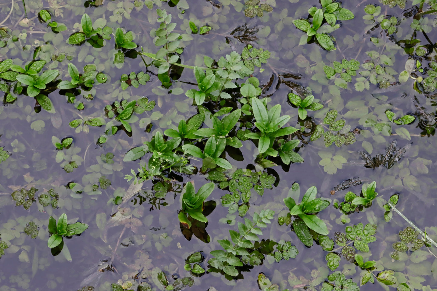 Aquatic plants