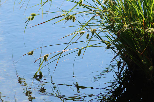 Bottlebrush sedge