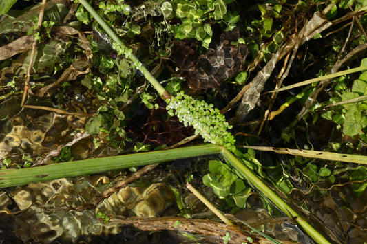 Common duckweed