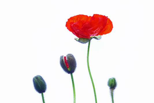 Poppy cycle