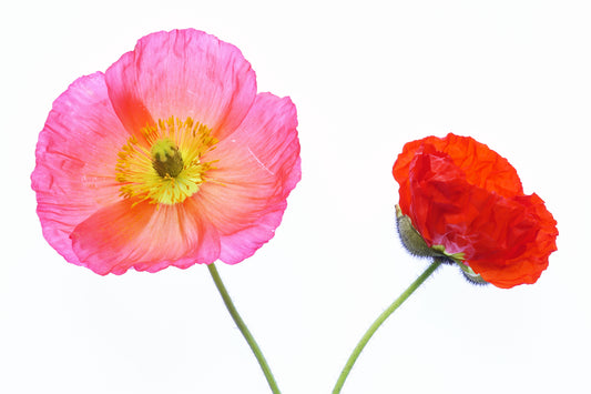 Poppy pair