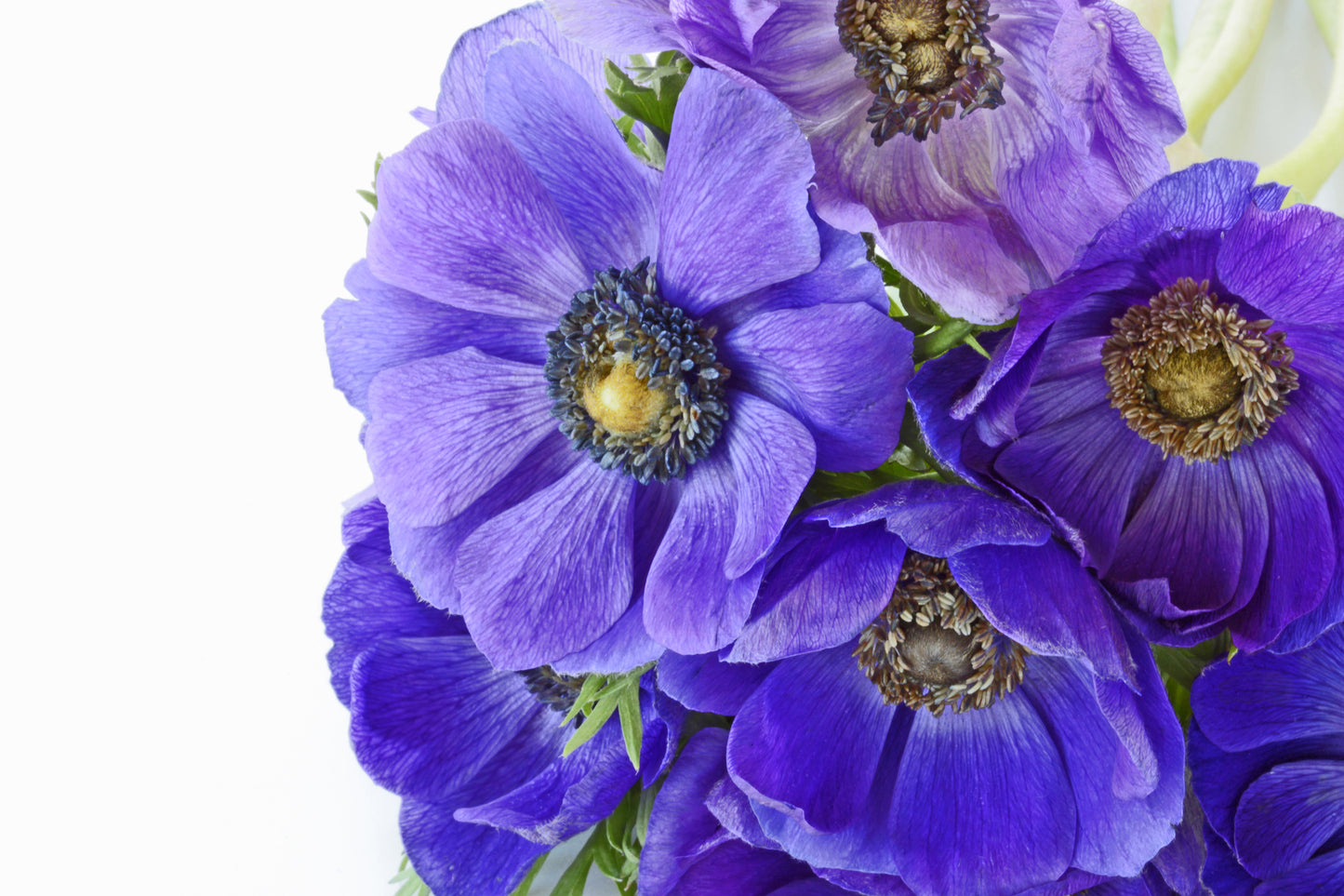 Purple poppy anemone