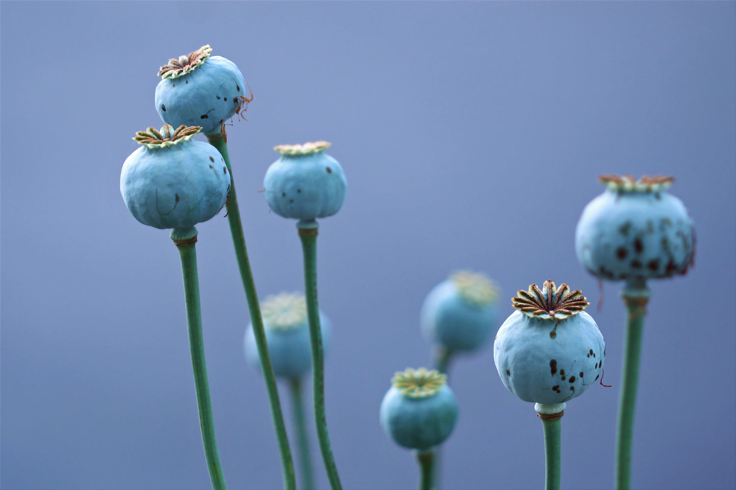 Poppy pods