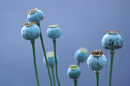 Poppy pods