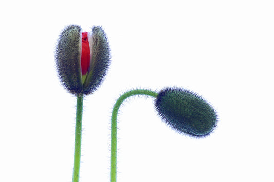 Poppy budding