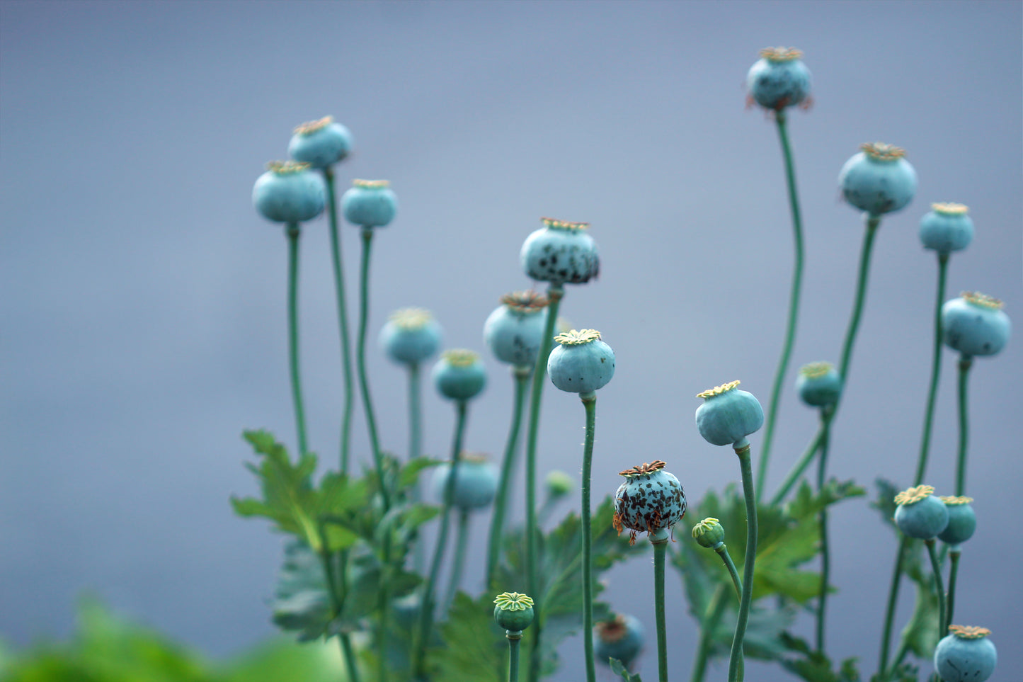 Poppy remnants