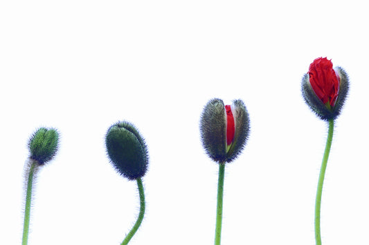 Poppy pods