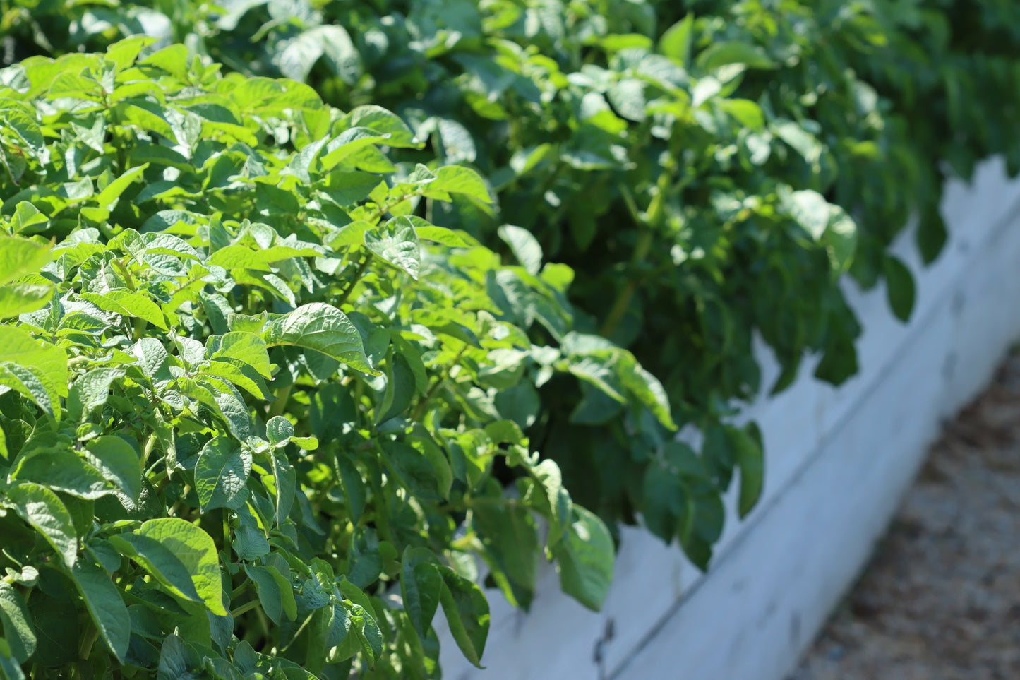 Potato plants in raised garden bed