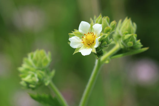 Tall cinquefoil